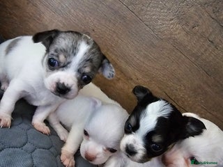 Chihuahua dogs Russian Chihuahua - Advert 10