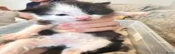 Mixed Breed cats for sale: 3 lovely chunky boys for sale  - Advert 4