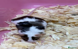 Mouse rodents for sale: Female baby mice ready now  - Image 22