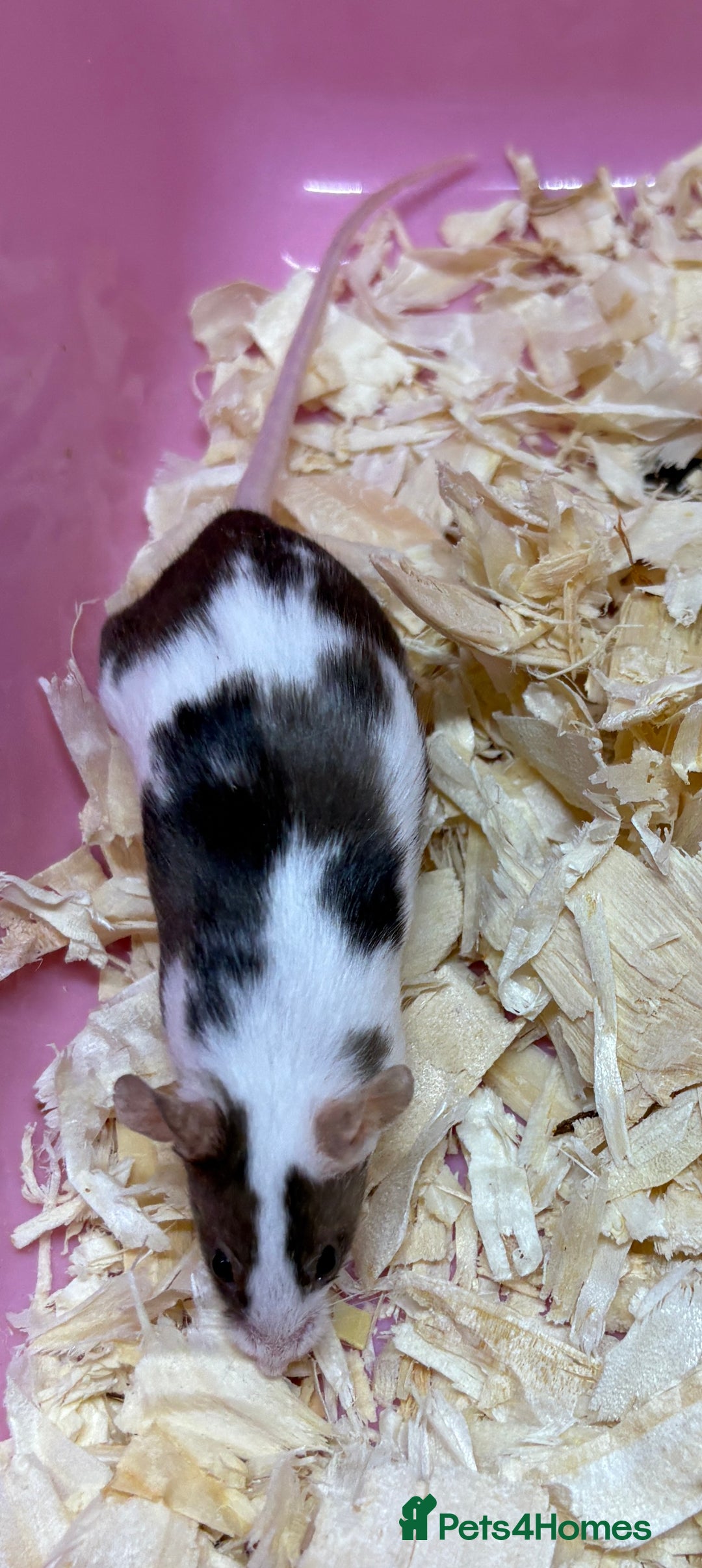 Mouse rodents for sale: Female baby mice ready now  - Image 22