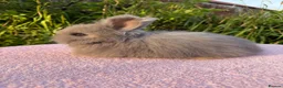 Angora rabbits for sale: Beautiful Full Faced English Angoras available  - Advert 2