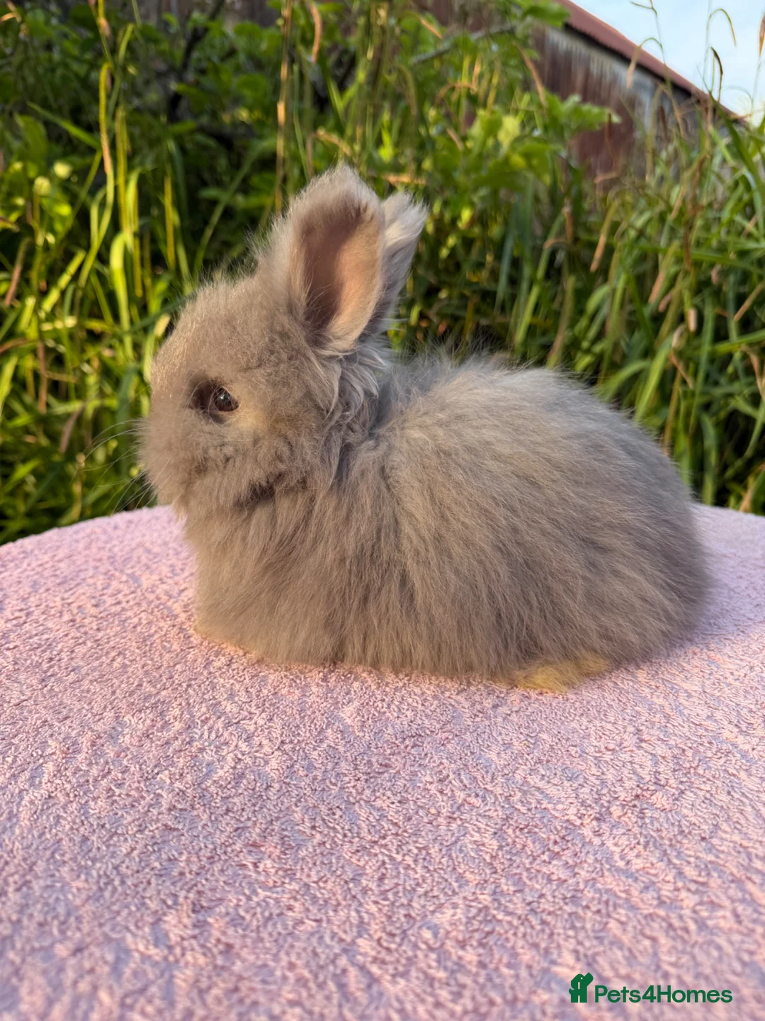 Angora rabbits for sale: Beautiful Full Faced English Angoras available  - Advert 2