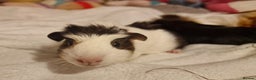 Guinea Pig rodents for sale: Trio male guineas - Advert 7