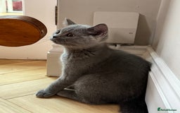 British Shorthair cats for sale: British shorthair male kitten  - Image 2