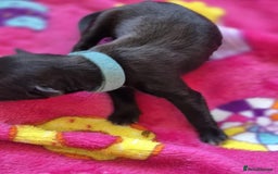 Mixed Breed dogs for sale: Mixed breed puppies for sale  - Advert 20