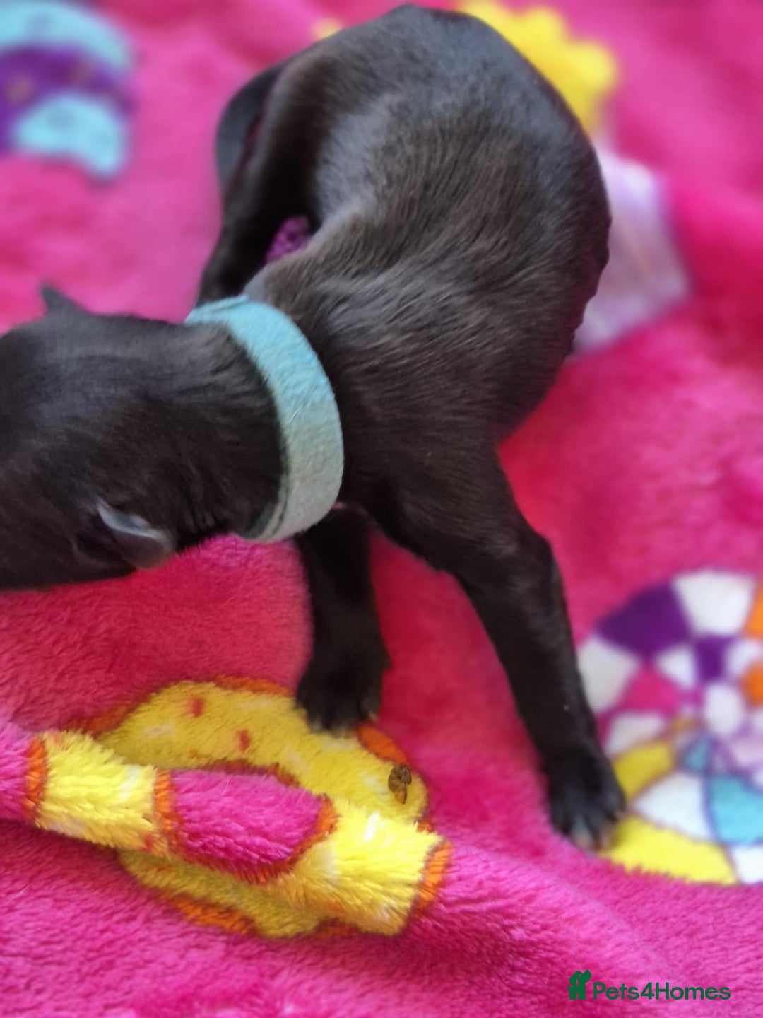 Mixed Breed dogs for sale: Mixed breed puppies for sale  - Advert 20