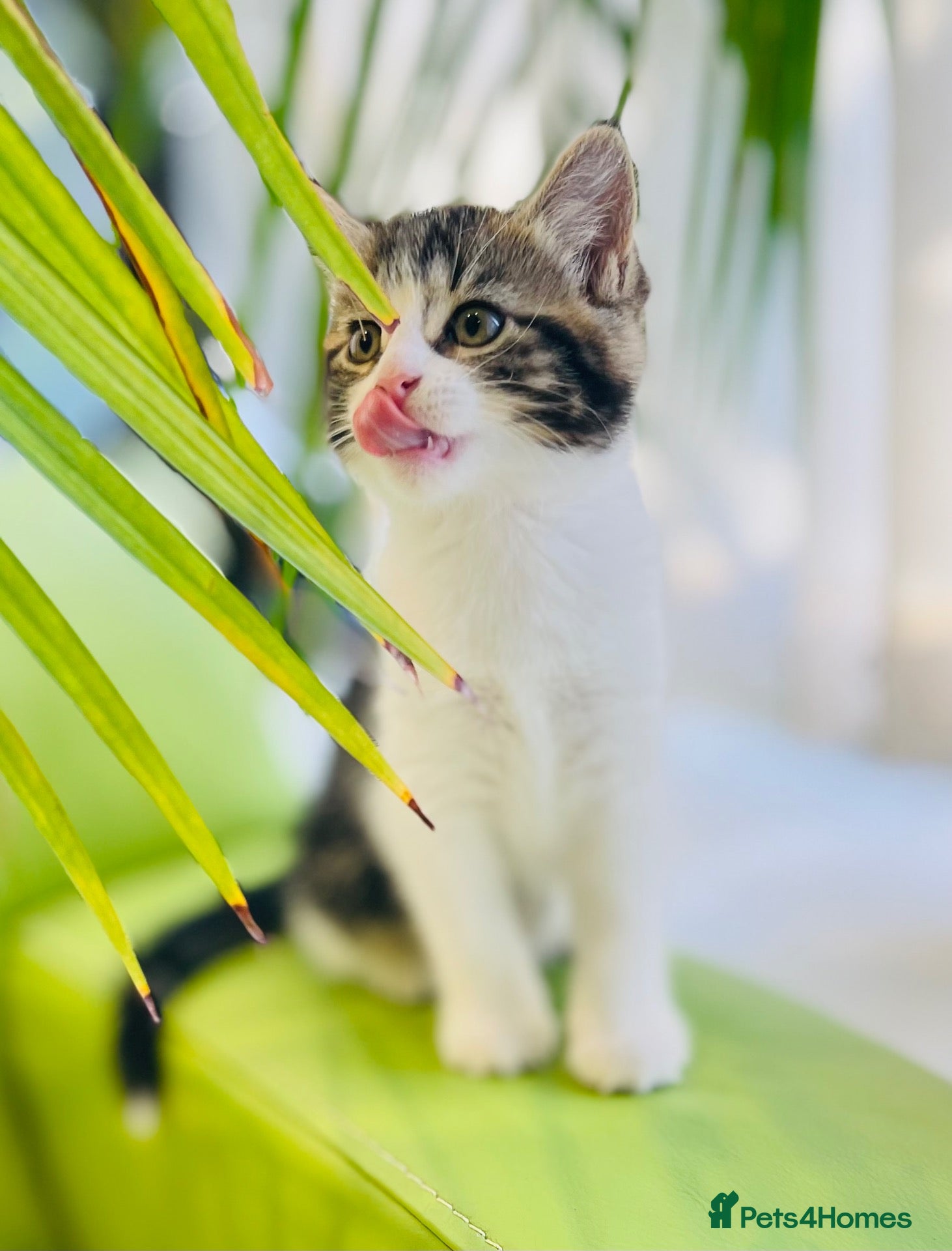 Mixed Breed cats Kittens for sale ,mixed breed, wonderful behaviour - Advert 4