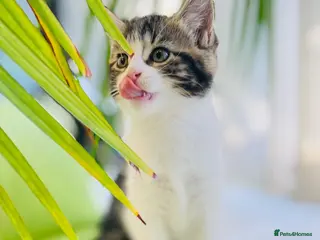 Mixed Breed cats Kittens for sale ,mixed breed, wonderful behaviour - Advert 4