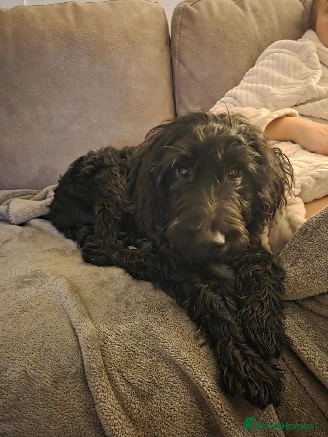 Mixed Breed dogs for sale: 6 month old puppy  - Advert 1