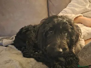 Mixed Breed dogs 6 month old puppy - Advert 1