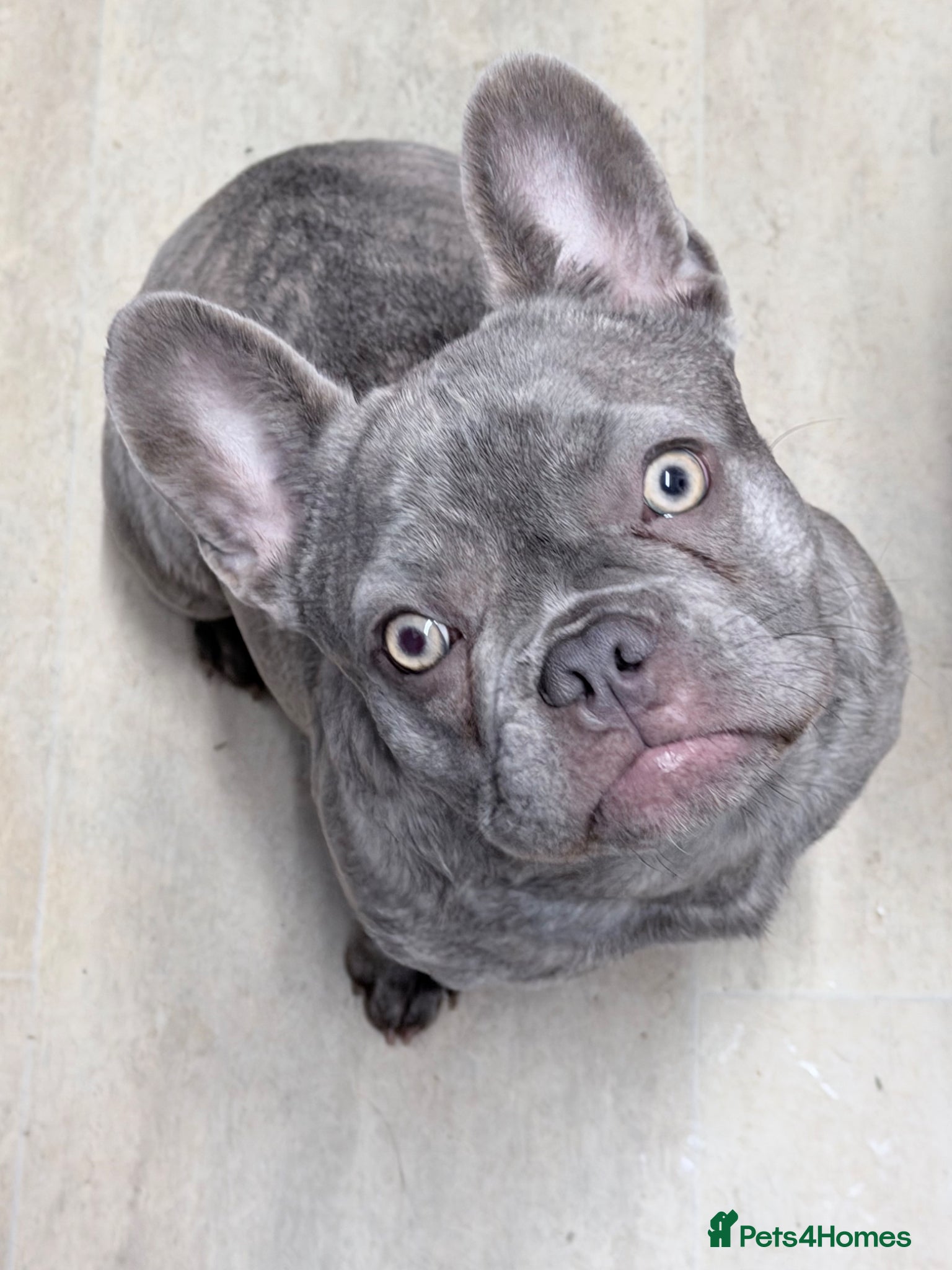 French Bulldog dogs 10 month old female french bulldog  - Advert 1