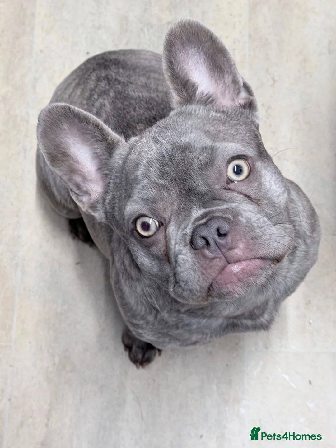 French Bulldog dogs for sale: 10 month old female french bulldog  in Southampton - Advert 1