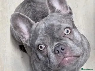 French Bulldog dogs 10 month old female french bulldog - Advert 12