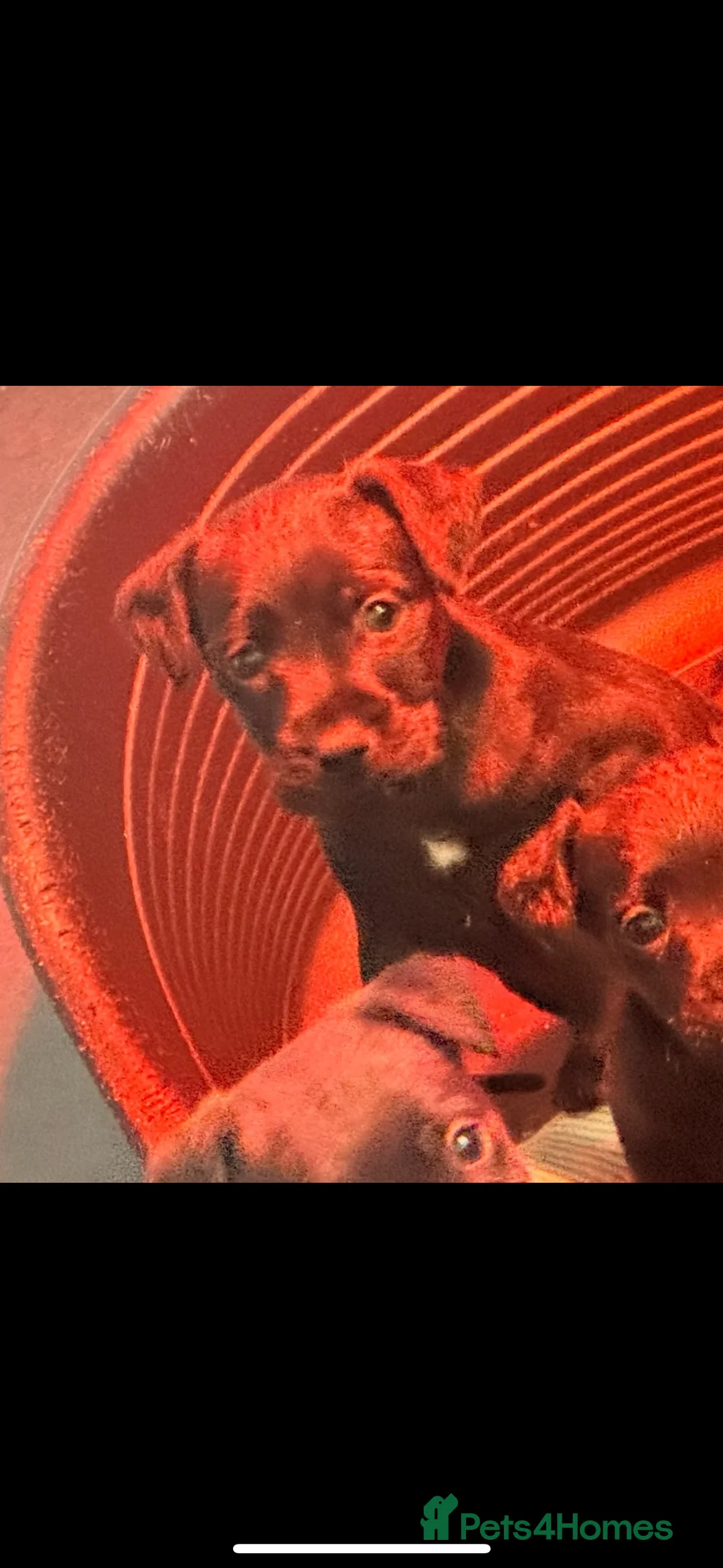 Patterdale Terrier dogs for sale: Patterdale bitch 3 months old  - Advert 2