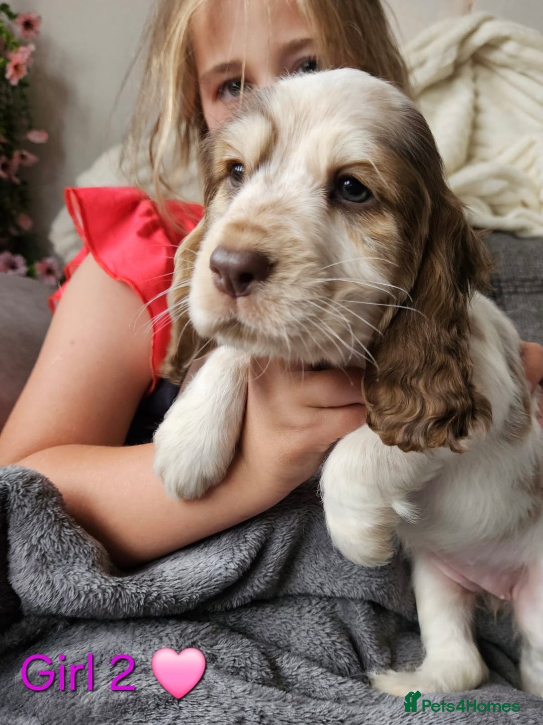 Cocker Spaniel dogs for sale: Stunning Show Cocker Spaniels - Image 9