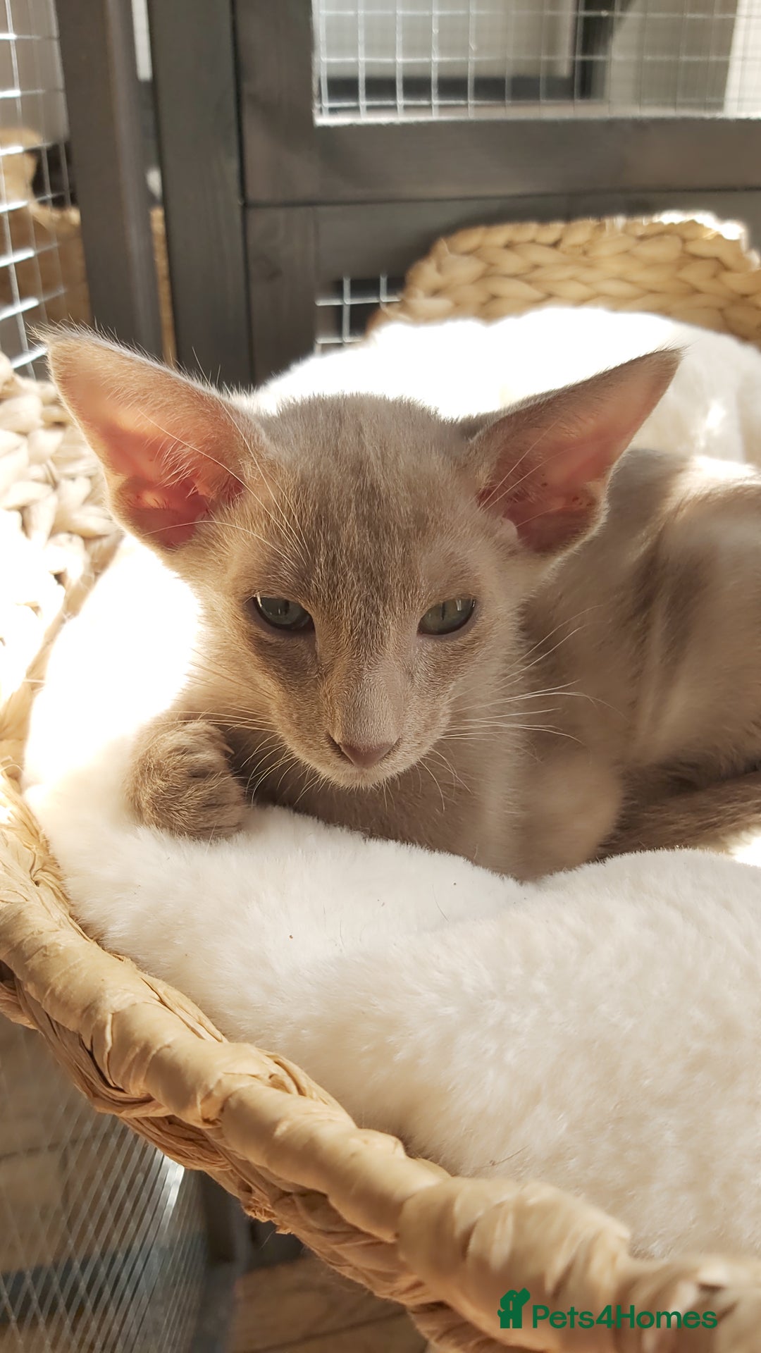 Oriental cats for sale: Full Pedigree Oriental 1 Kitten XL size ears GCCF - Advert 29