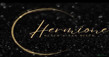 Cocker Spaniel dogs - Advert 5