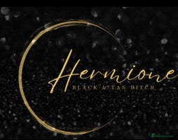 Cocker Spaniel dogs - Advert 5