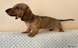 Dachshund dogs for sale: Mini miniature Dachshund  - Image 9