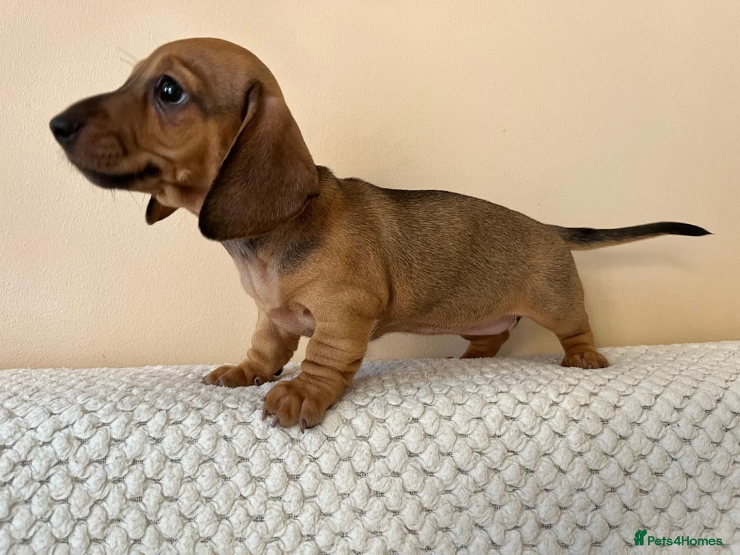 Dachshund dogs for sale: Mini miniature Dachshund  - Image 9