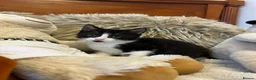 Mixed Breed cats for sale: 🩷Cross Maine Coone Kittens🩷 - Advert 14