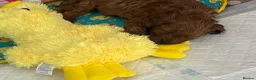Cavapoo dogs for sale: small type toy F1B cavapoo puppies available  - Advert 9