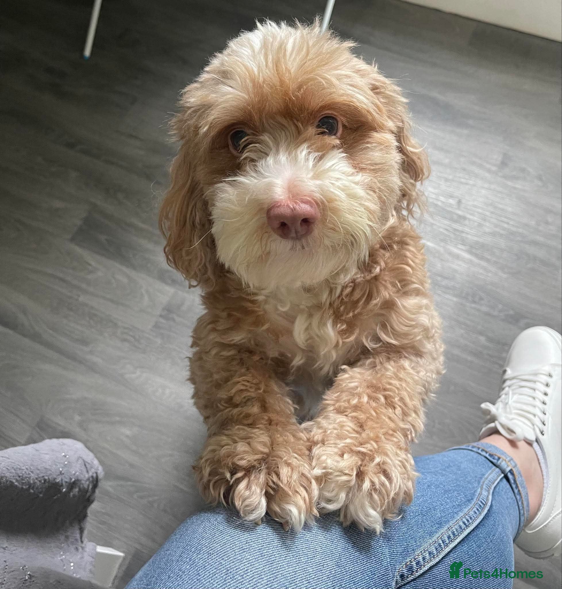 Cockapoo dogs F2 cockapoo for sale  - Advert 1