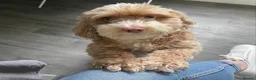 Cockapoo dogs for sale: F2 cockapoo for sale  in Plymouth - Advert 1