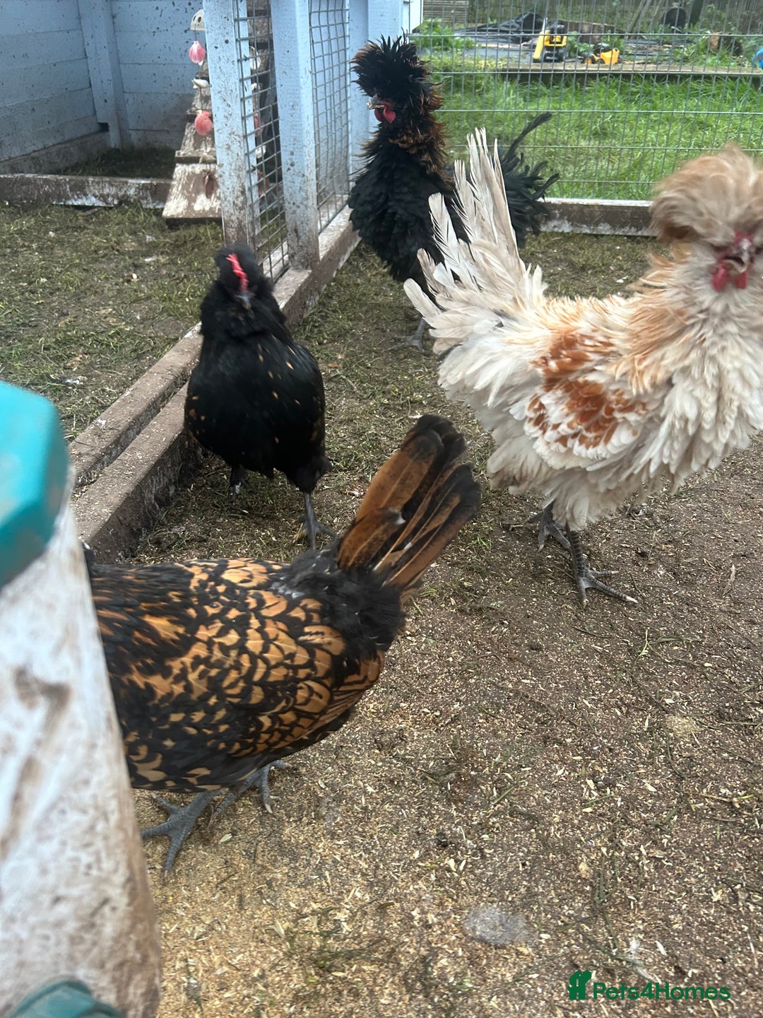 Chickens poultry for sale: Bantams for sale - Advert 2