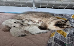 Ragdoll cats for sale: Ragdoll babies  - Image 20