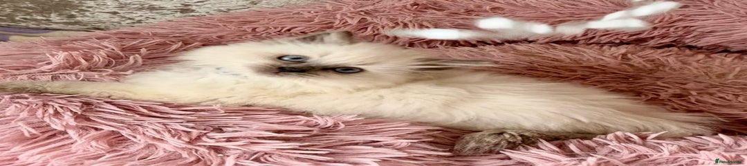 Ragdoll Kitten 4