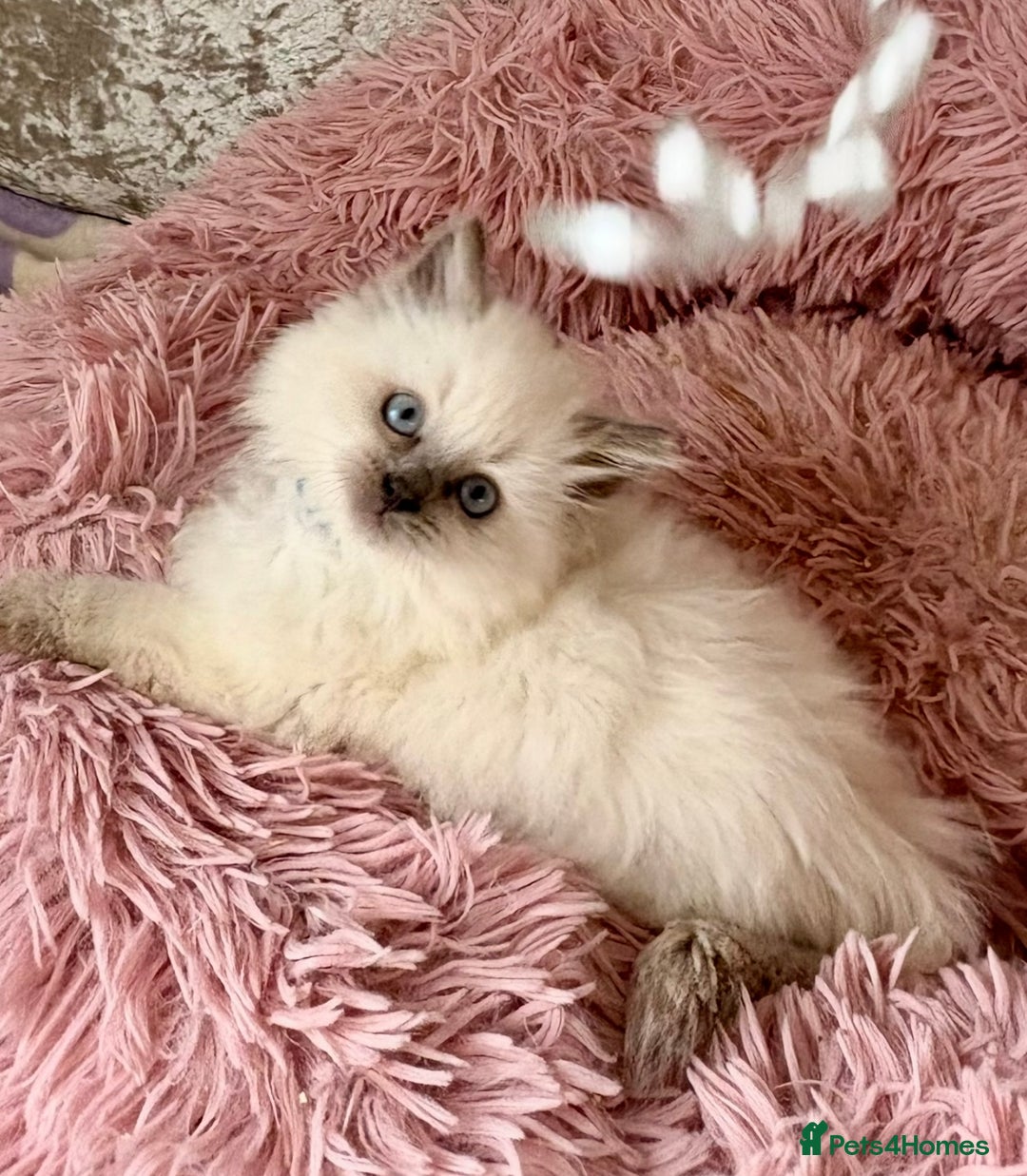 Ragdoll cats for sale: 4 fluffy boys - Image 8