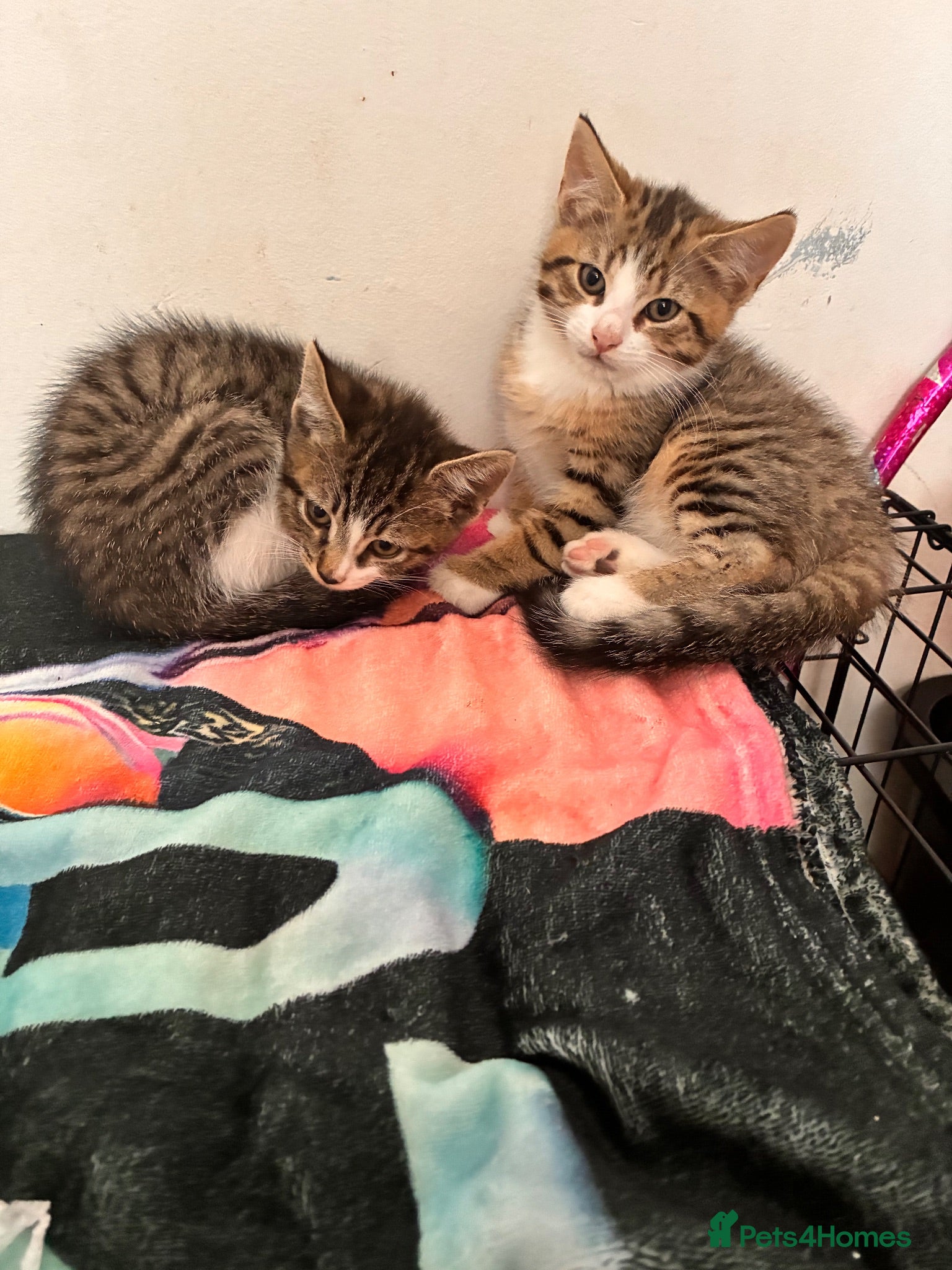 Mixed Breed cats Male tabby boys - Advert 9