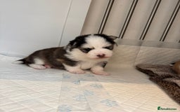 Pomsky dogs for sale: Lilac sired F2 masked Pomsky blue eyes  - Image 35