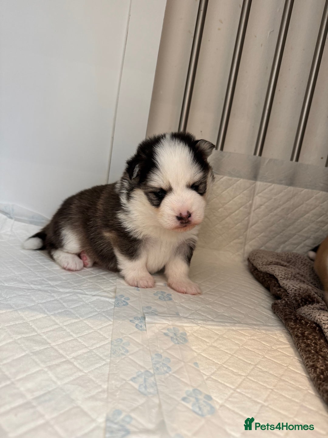 Pomsky dogs for sale: Lilac sired F2 masked Pomsky blue eyes  - Image 35