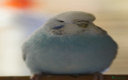 Budgerigars birds for sale: Budgies  - Image 5
