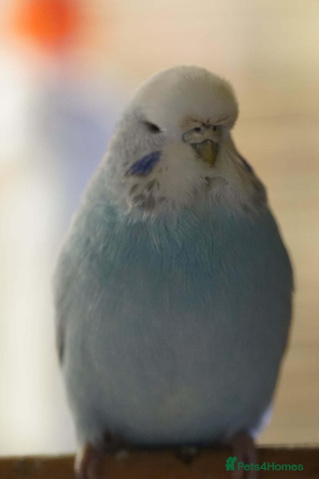 Budgerigars birds for sale: Budgies  - Image 5
