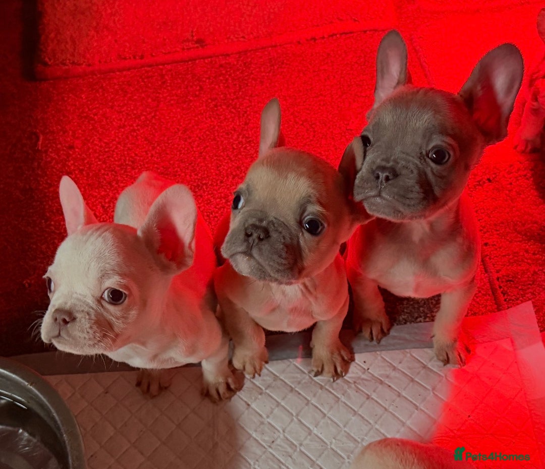 French Bulldog dogs for sale: Reduced! Stunning french bulldogs  - Advert 14