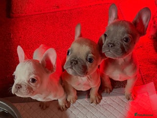 French Bulldog dogs Reduced! Stunning french bulldogs - Advert 12