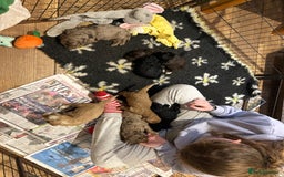 Cockapoo dogs for sale: Cockapoo puppies - Advert 2