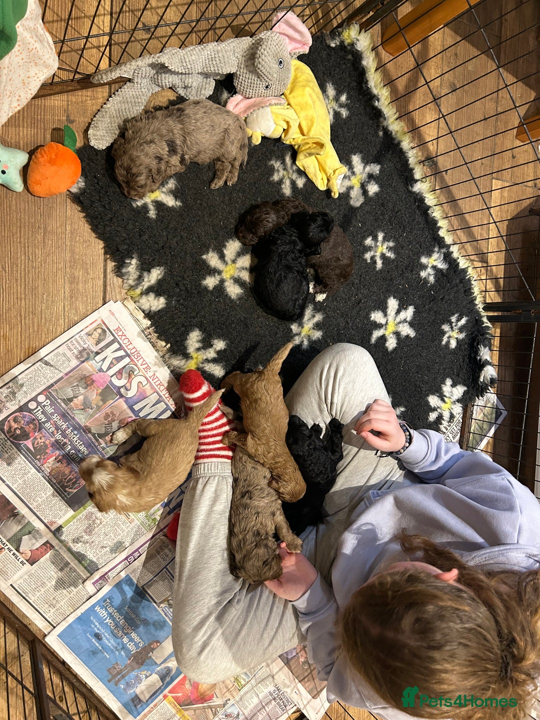 Cockapoo dogs for sale: Cockapoo puppies - Advert 2