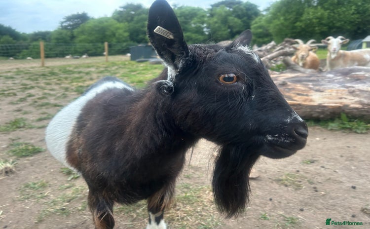 Goats livestock - Advert 1