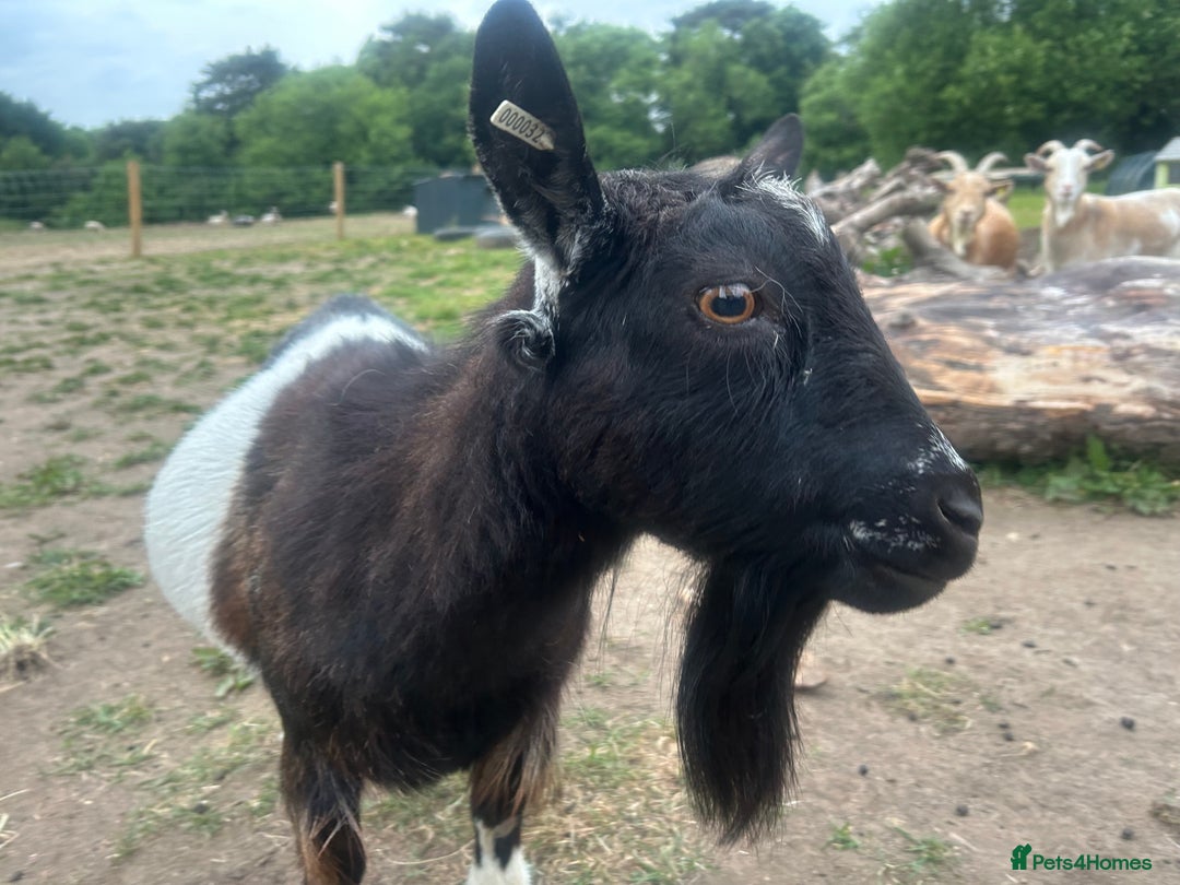 Goats livestock for sale: Pygmy Goats, Buckinghamshire  - Image 1