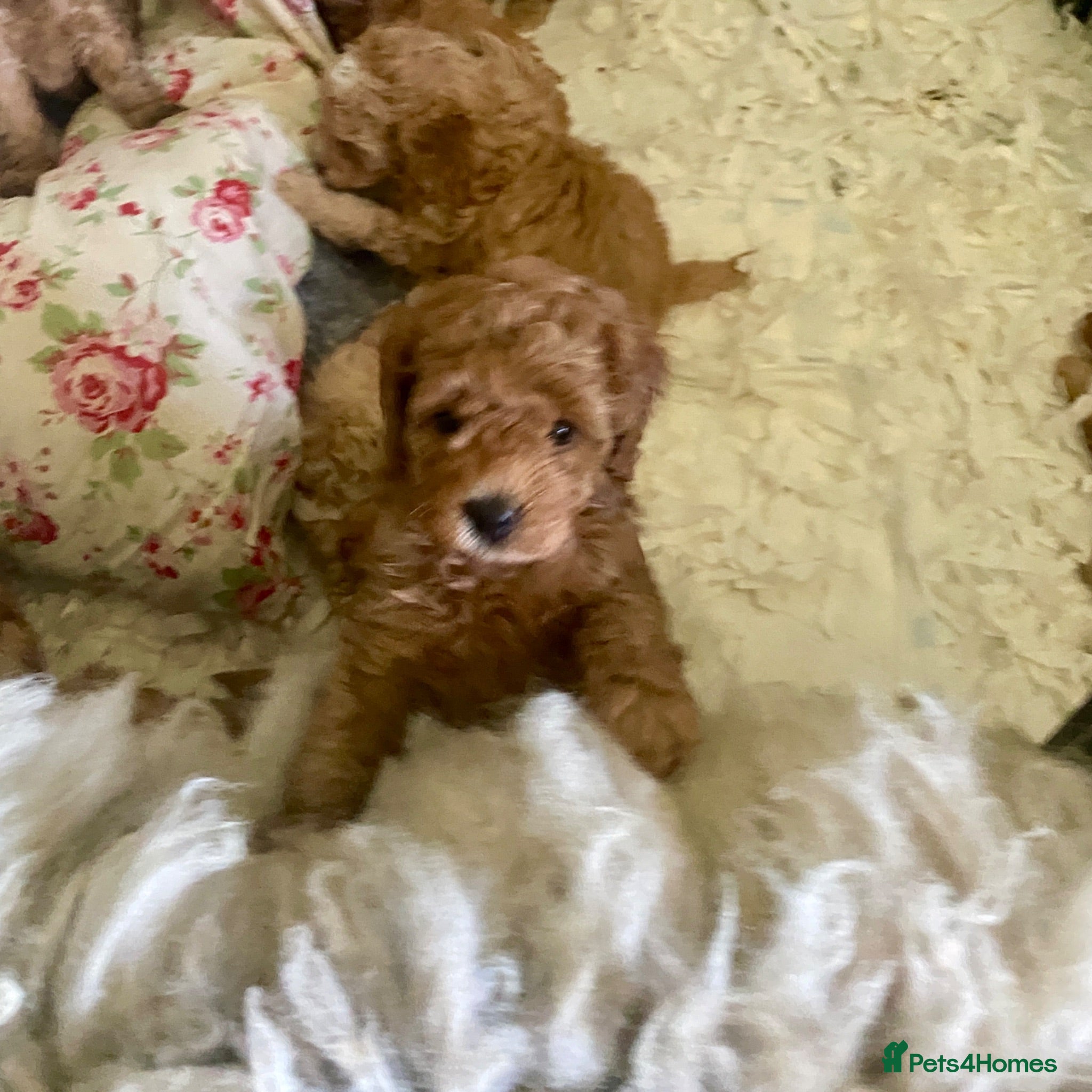 Cockapoo dogs F1bbb - Advert 5