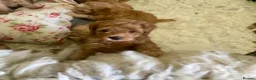 Cockapoo dogs for sale: 🐶Ready 23rd July🐶 Toy and min cockapoo F1bb. - Advert 19