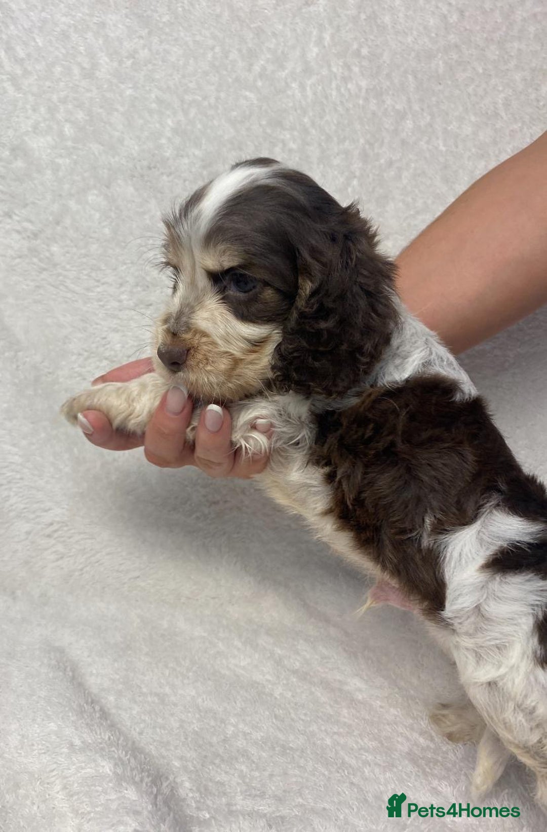 Cocker Spaniel dogs for sale: Show type cocker spaniels  - Image 21