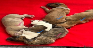 Whippet dogs - Advert 1