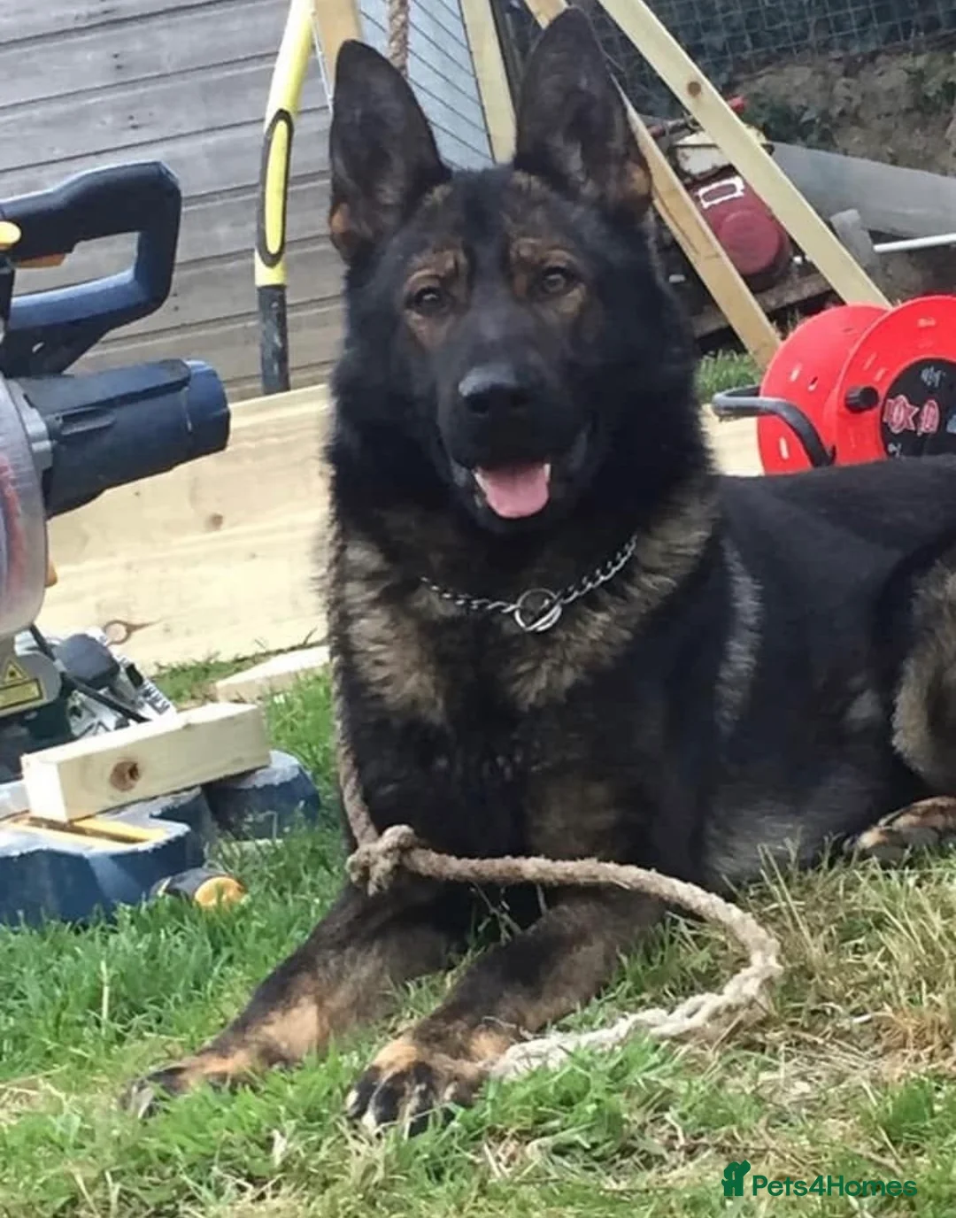 German Shepherd dogs for stud: Old type German shepherd  - Advert 2