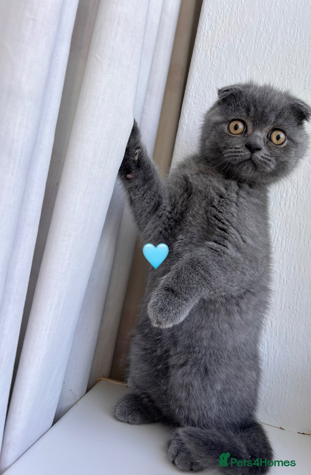 Scottish Fold cats 🐾Beautiful Scottish Fold and Straight 🐾 - Advert 1