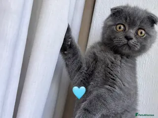 Scottish Fold cats 🐾Beautiful Scottish Fold and Straight 🐾 - Advert 1